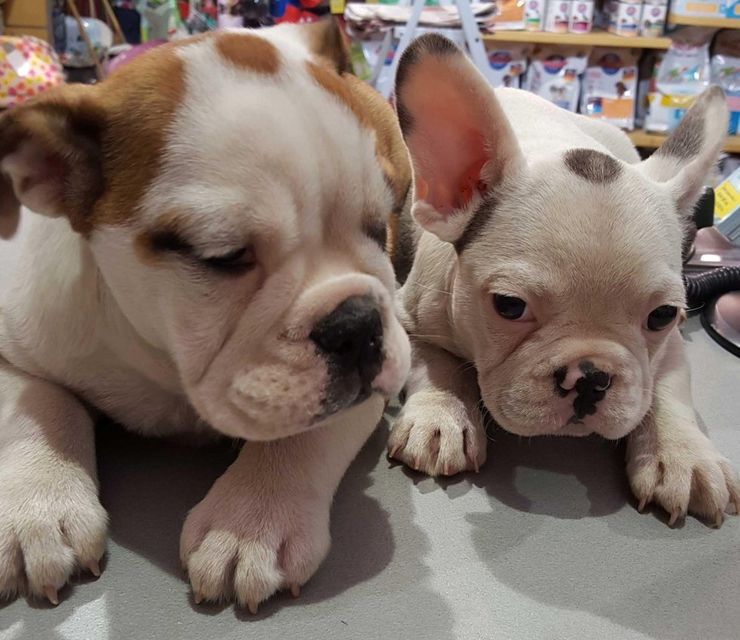 Due cuccioli di bulldog francese addormentati, uno color crema e marrone, sdraiati uno accanto all’altro su un tavolo.