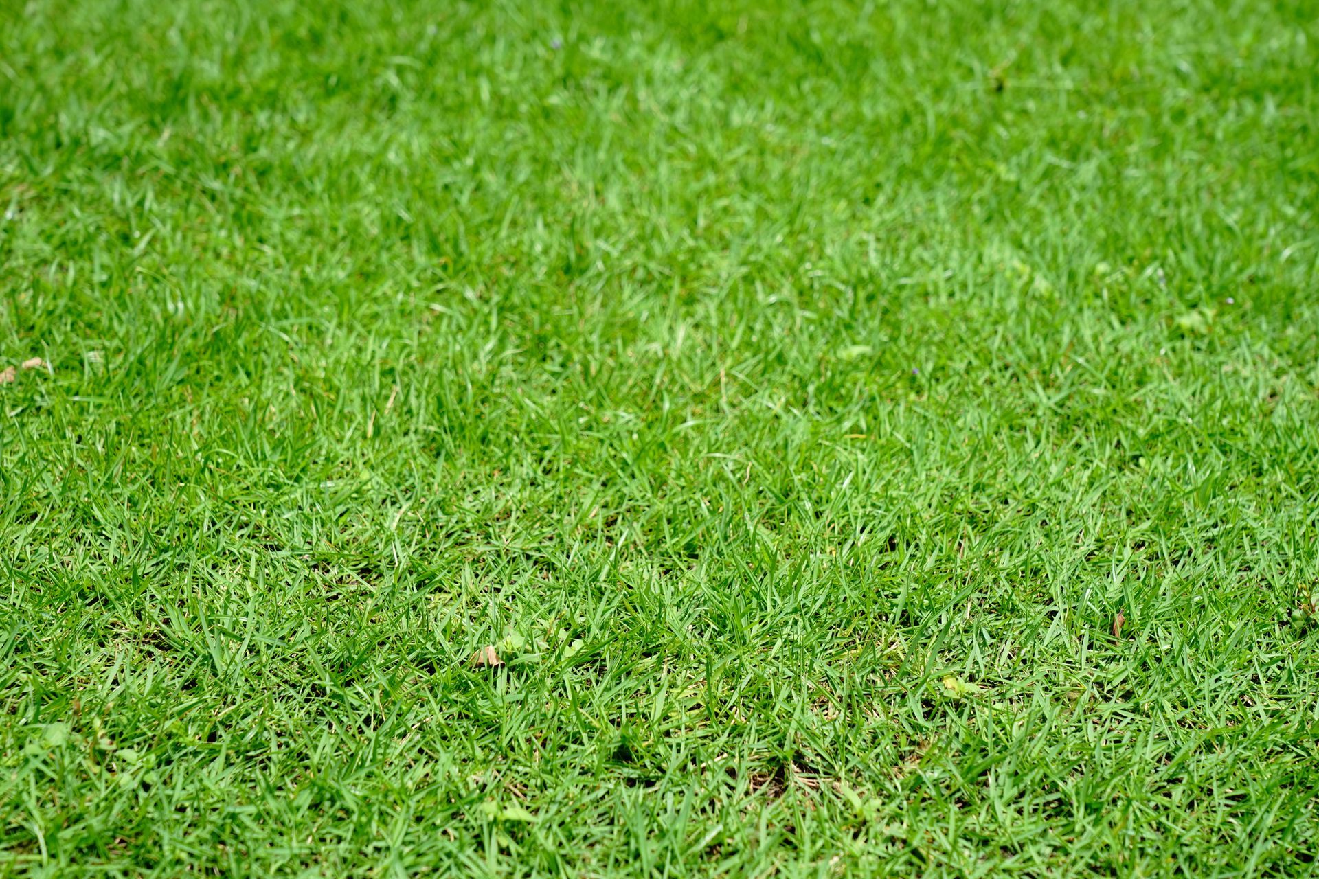 A close up of a lush green field of grass.