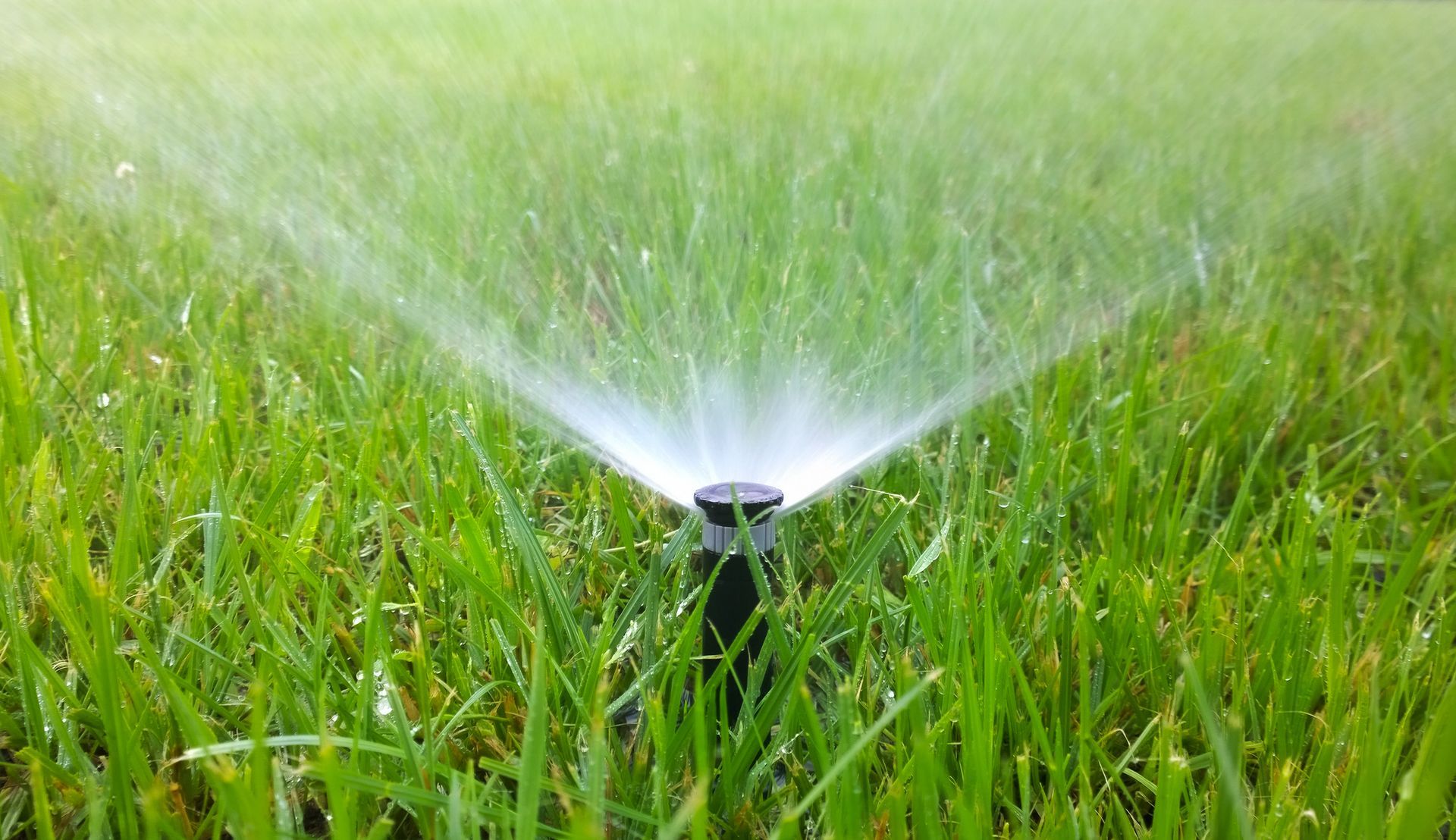 A sprinkler is spraying water on a lush green lawn.