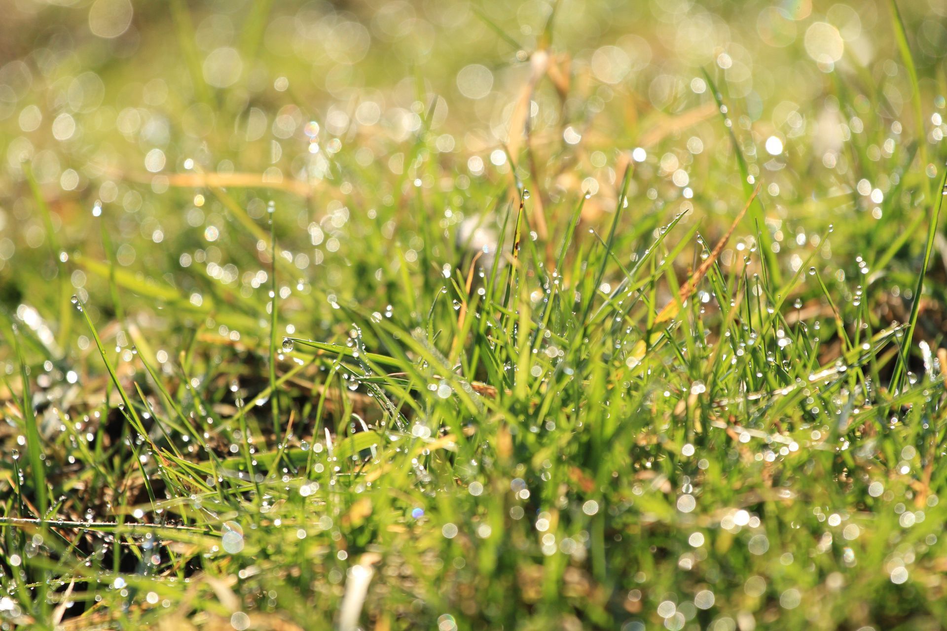 A close up of a lawn with water drops on it.