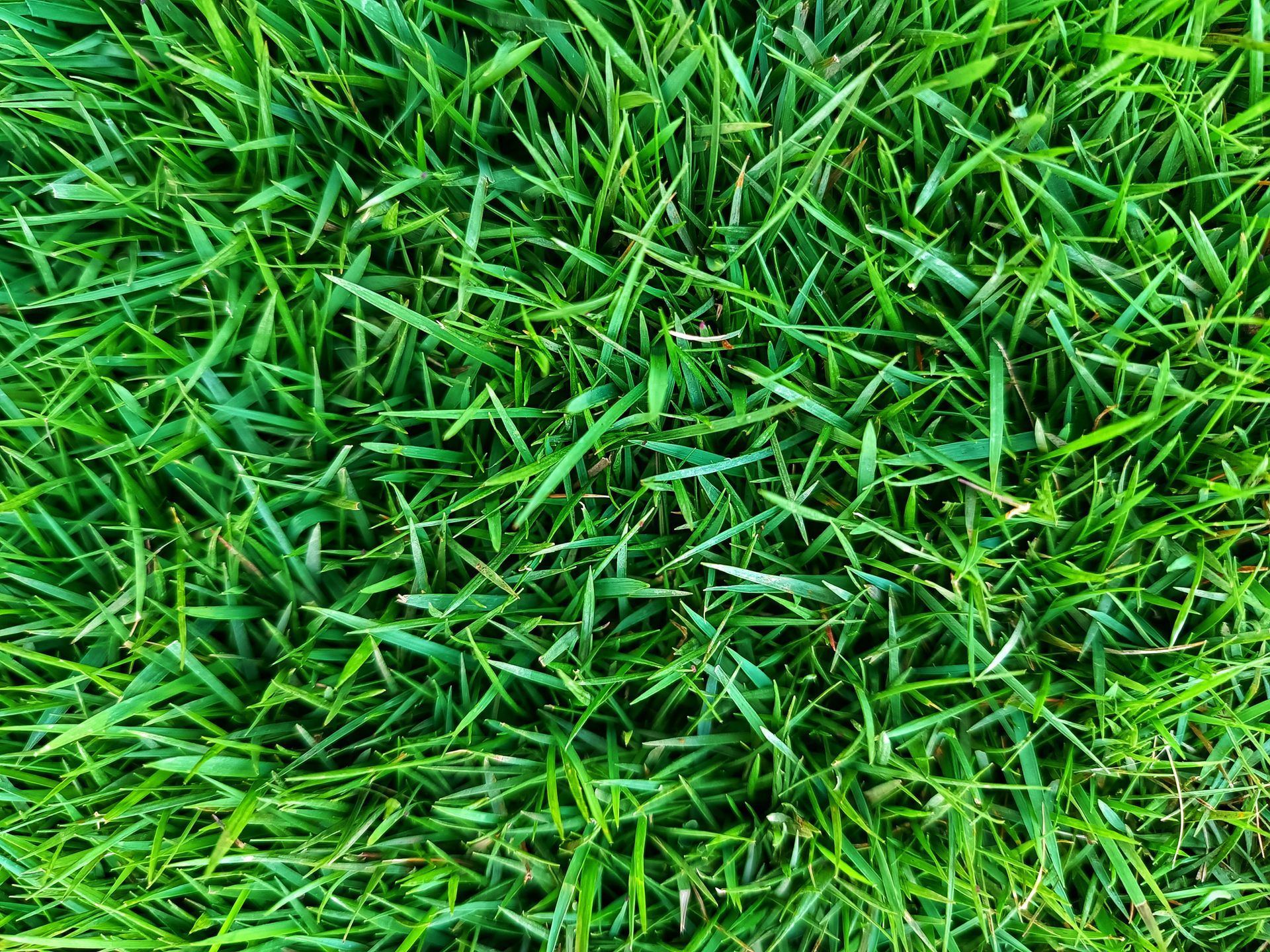 A close up of a lush green field of grass.