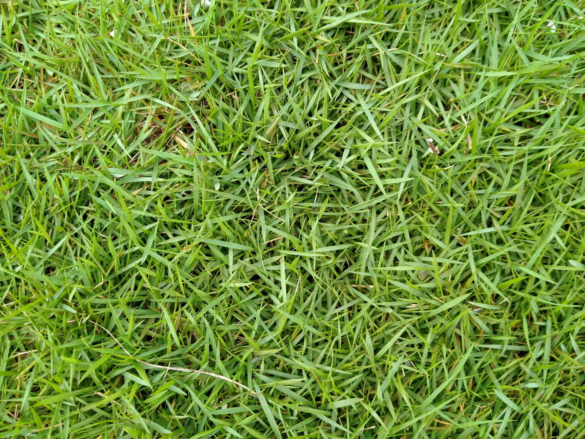 A close up of a lush green field of grass.