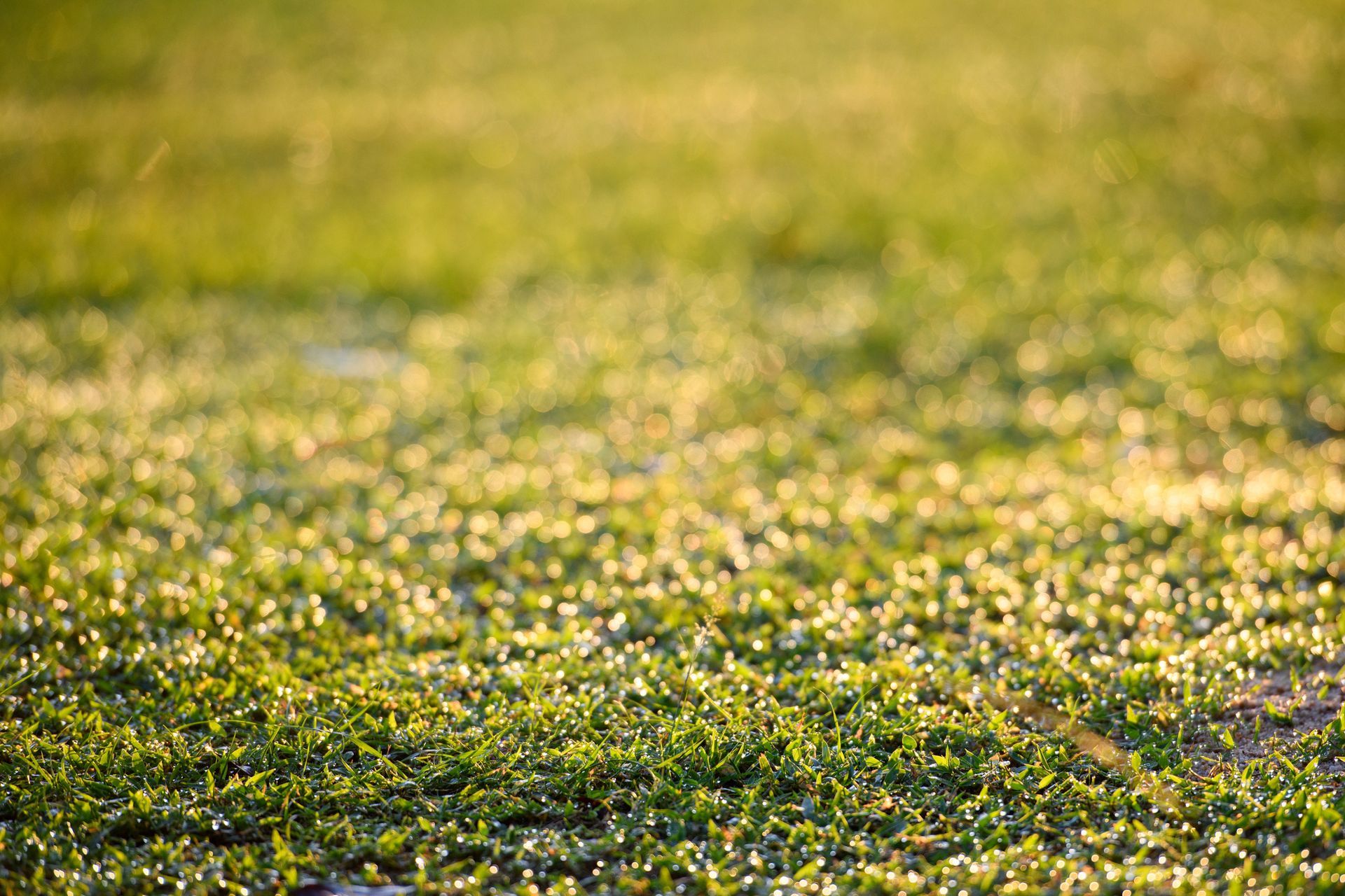 A close up of a field of green grass with a blurred background.