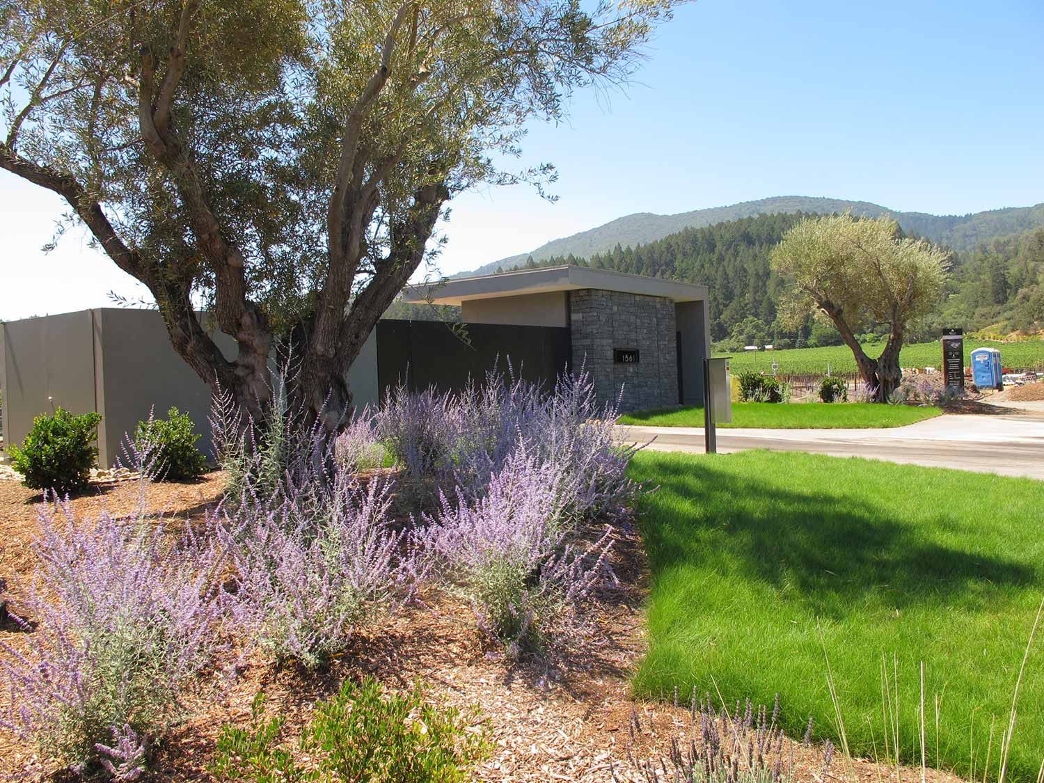 Sunny garden with a large tree, purple flowers, green lawn, and a house with mountains in the background