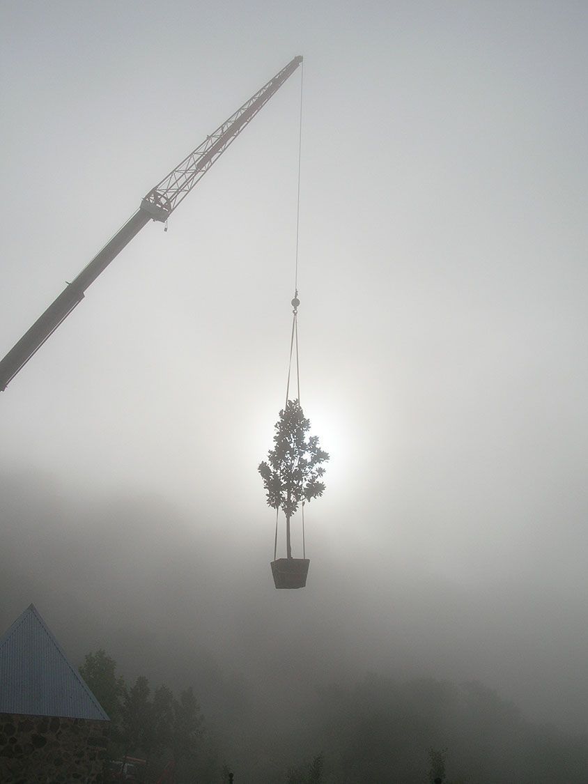 Crane lifting a potted tree into a foggy gray sky
