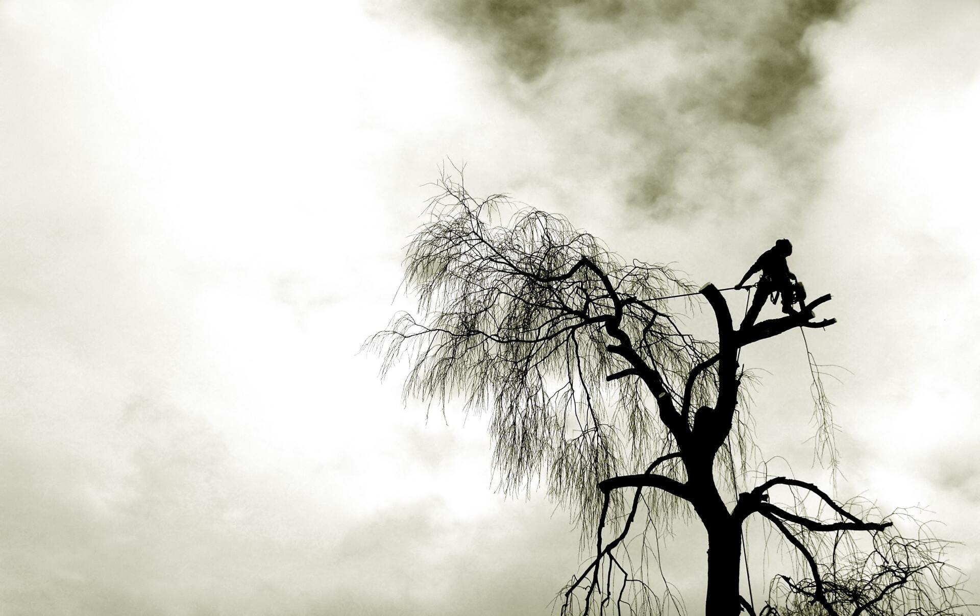 Carmichael Tree Service