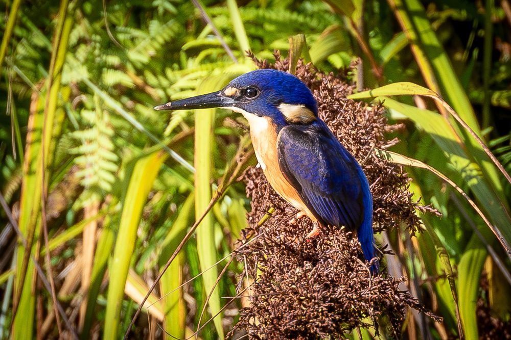 Azure Kingfisher