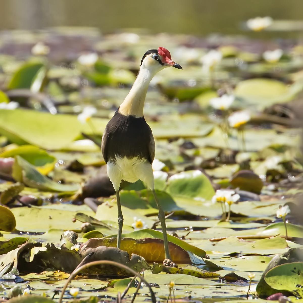 Comb-crested Jacana
