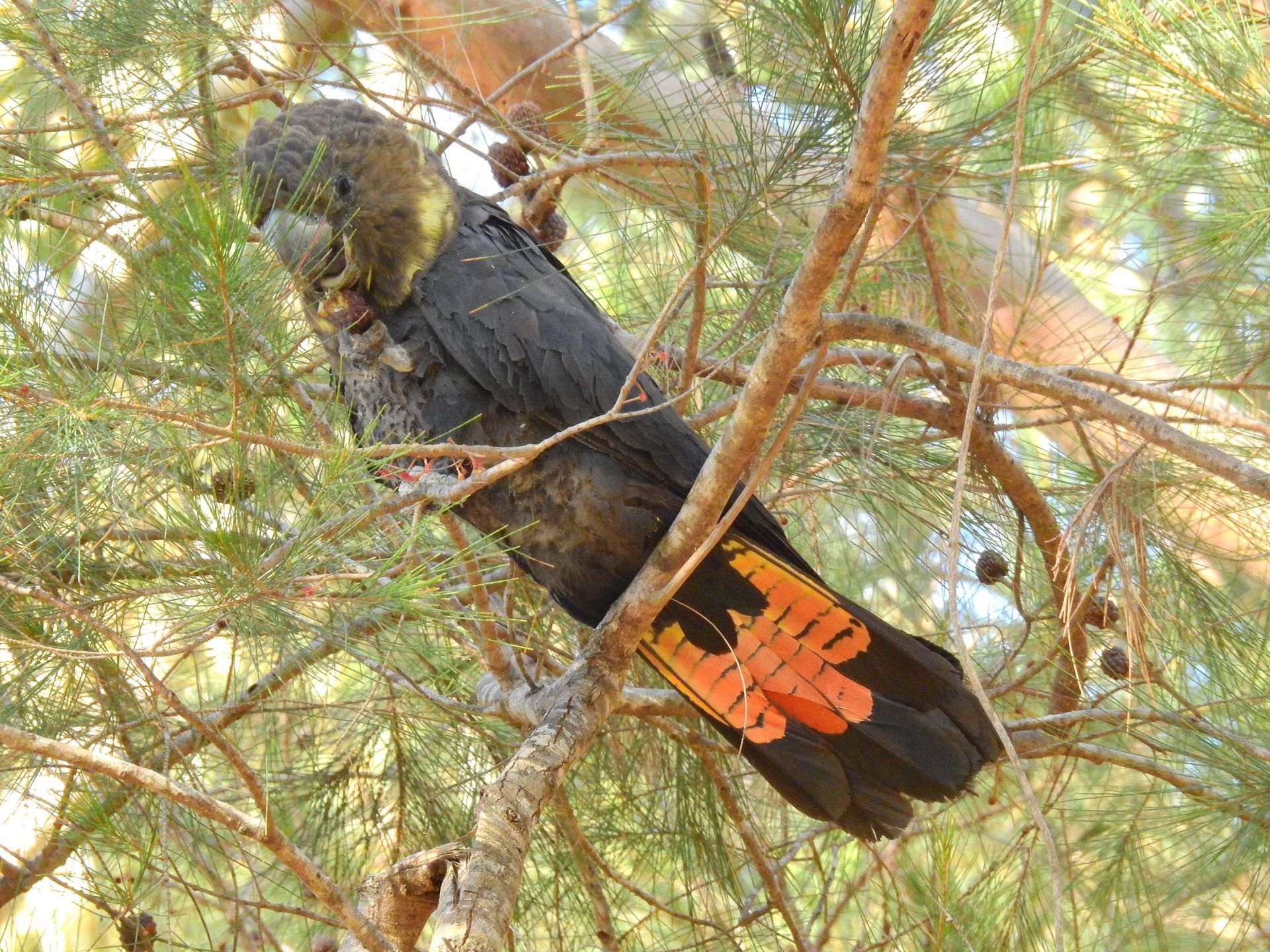 Endangered Glossy black cockatoo
