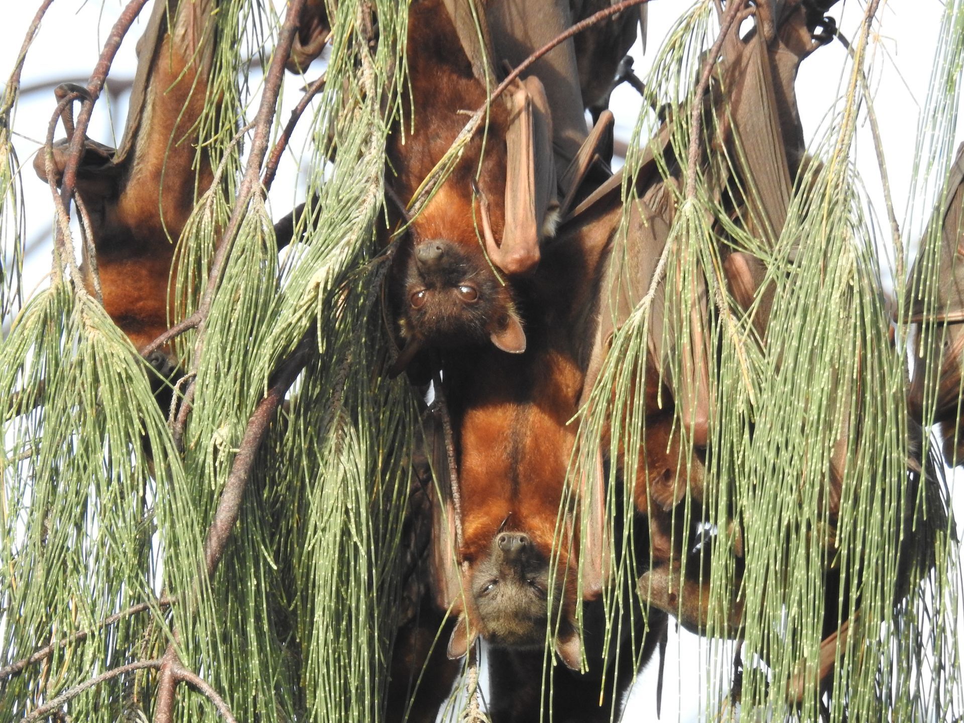 Little Red Flying Foxes