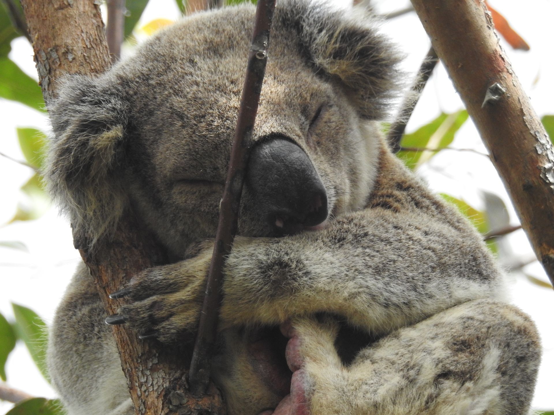 Koala in planted Eucalyptus 