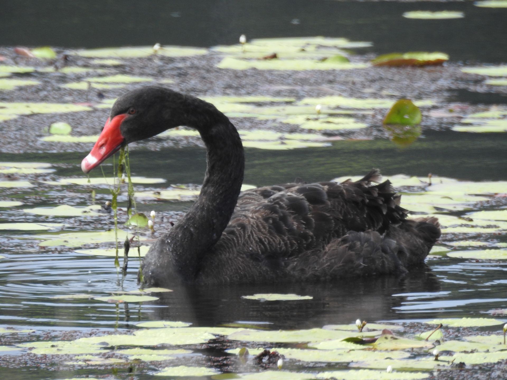 Black swan 