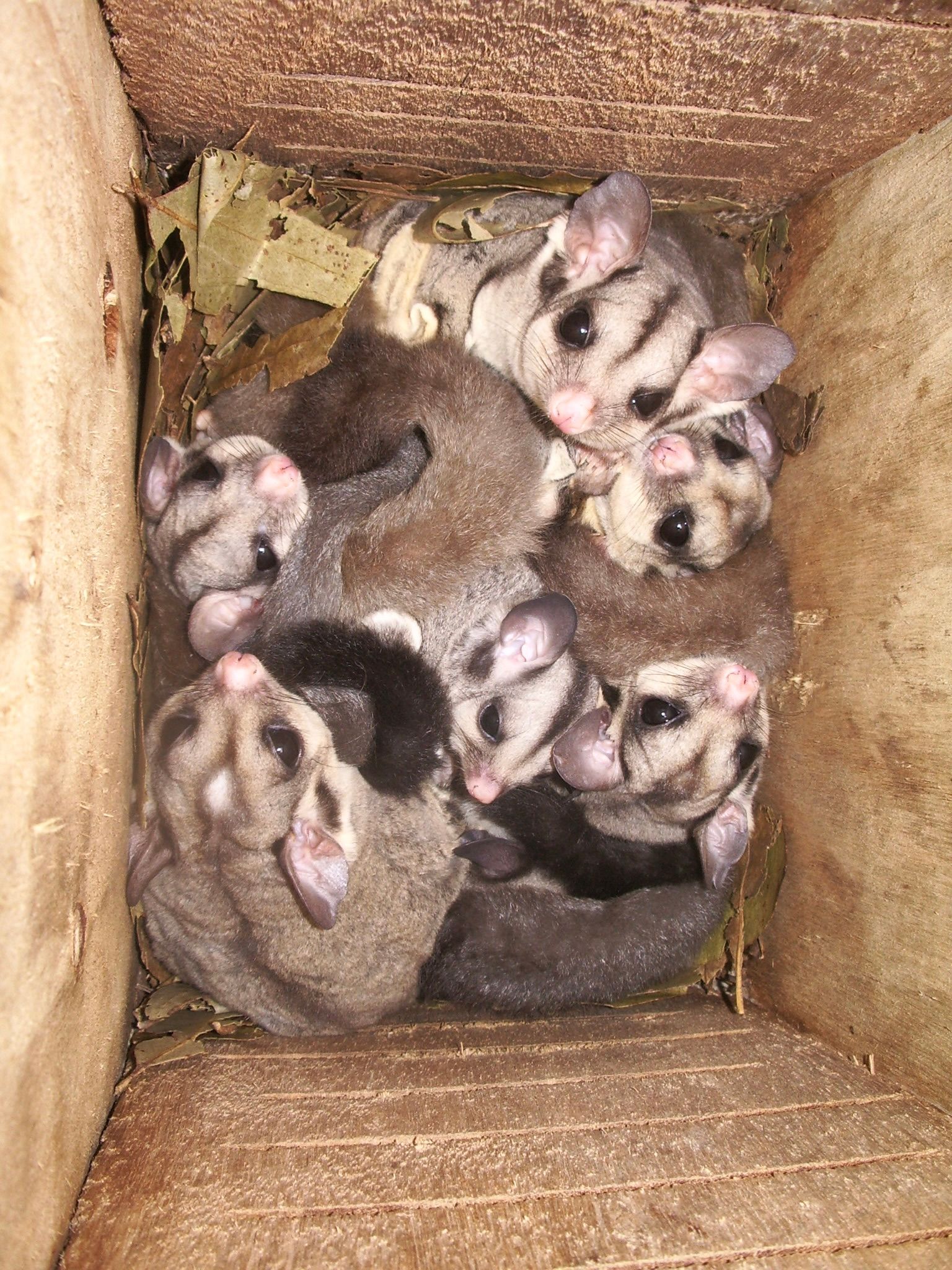 Sugar gliders in an artificial hollow