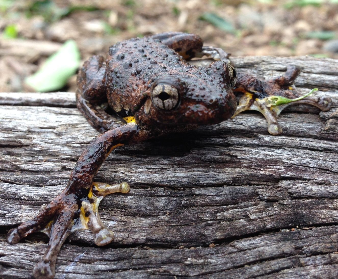 Emerald-spotted tree frog