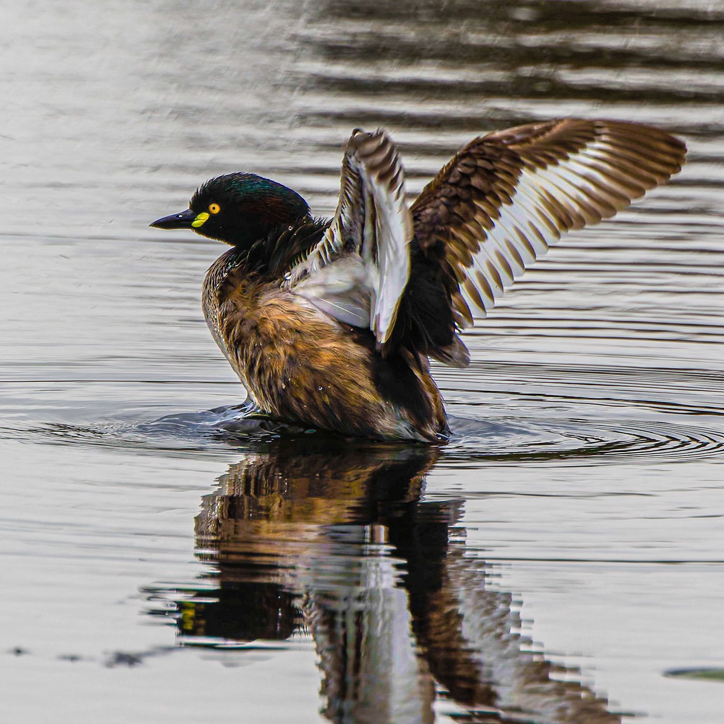 Australasian grebe