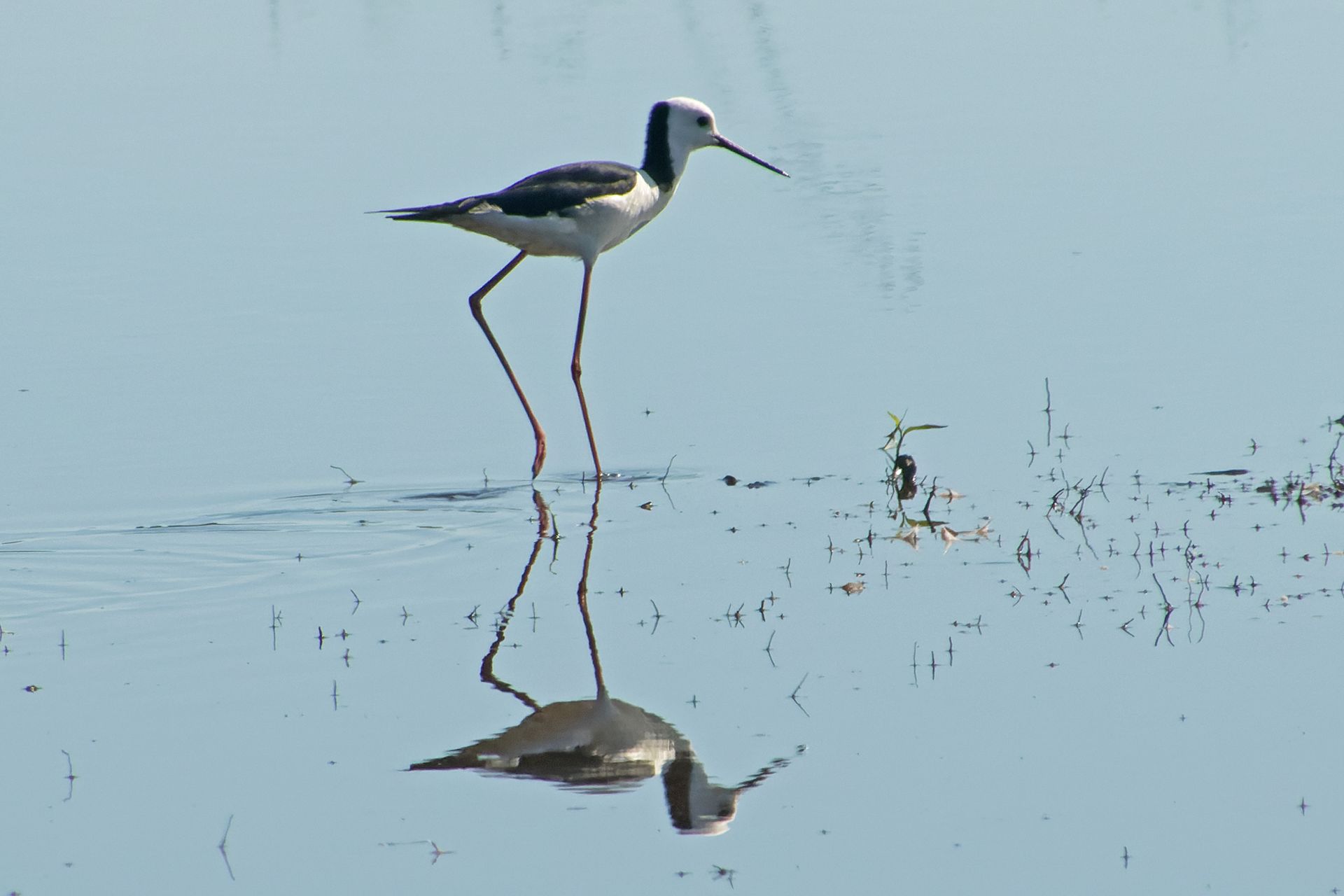 Pied Stilt