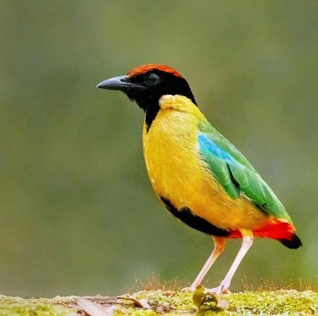 Noisy pitta