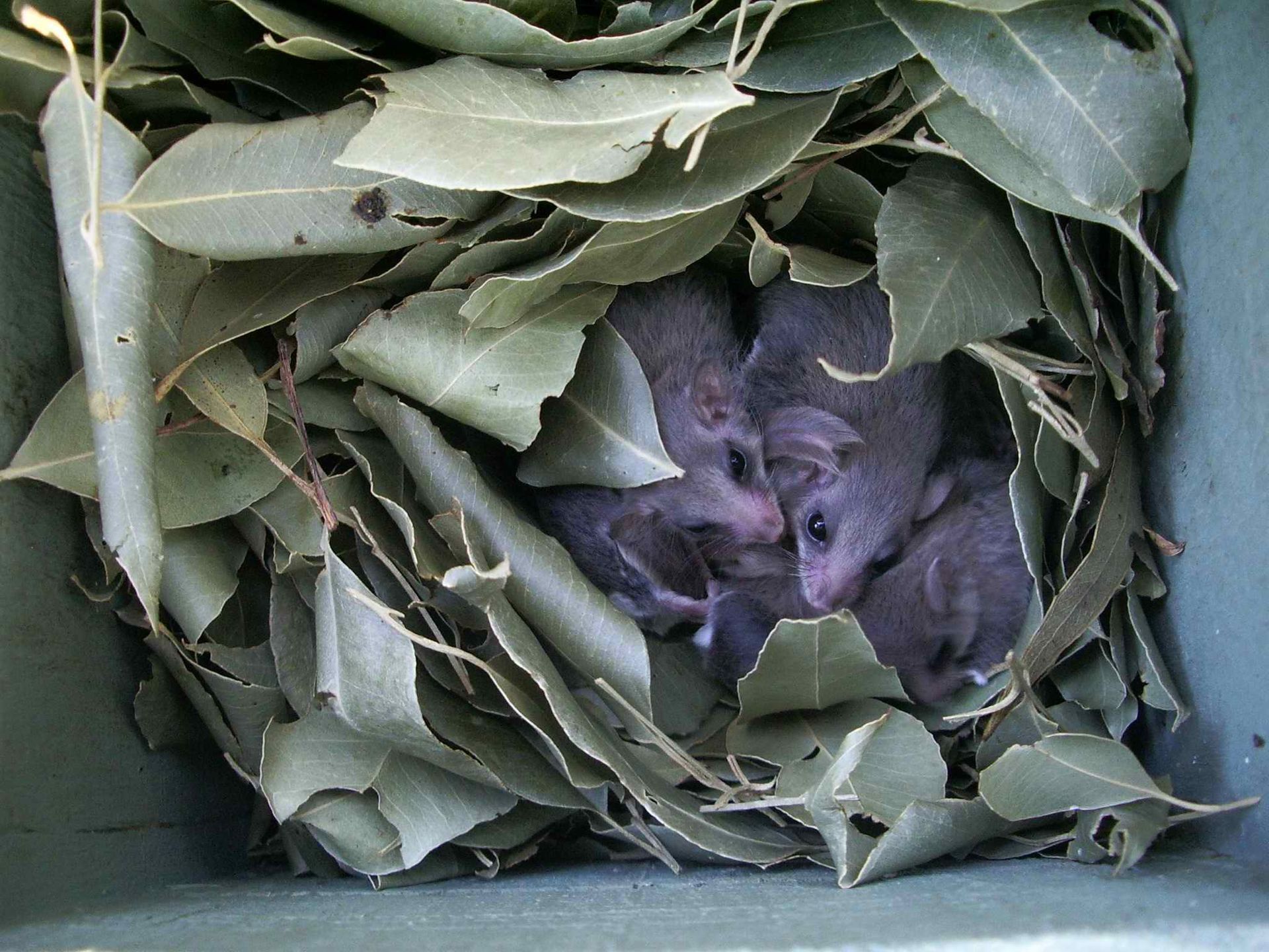 Feathertail gliders in artificial hollow