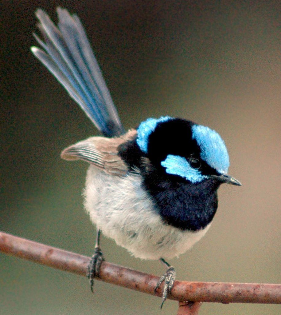 Superb Blue Fairywren