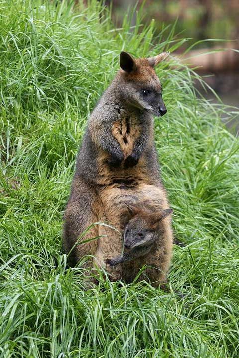 Swamp wallaby with joey