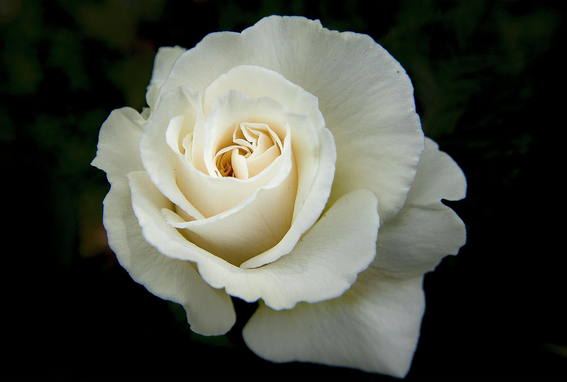 White rose in bloom against a dark background — Ashes to Ashes Cremations In Mooroobool, QLD