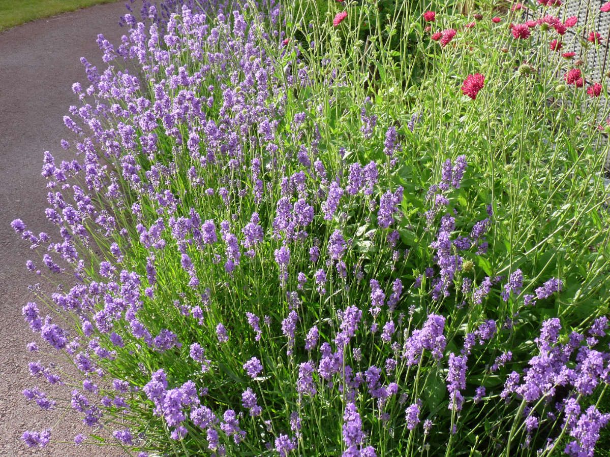 Lavendel i perennrabatten