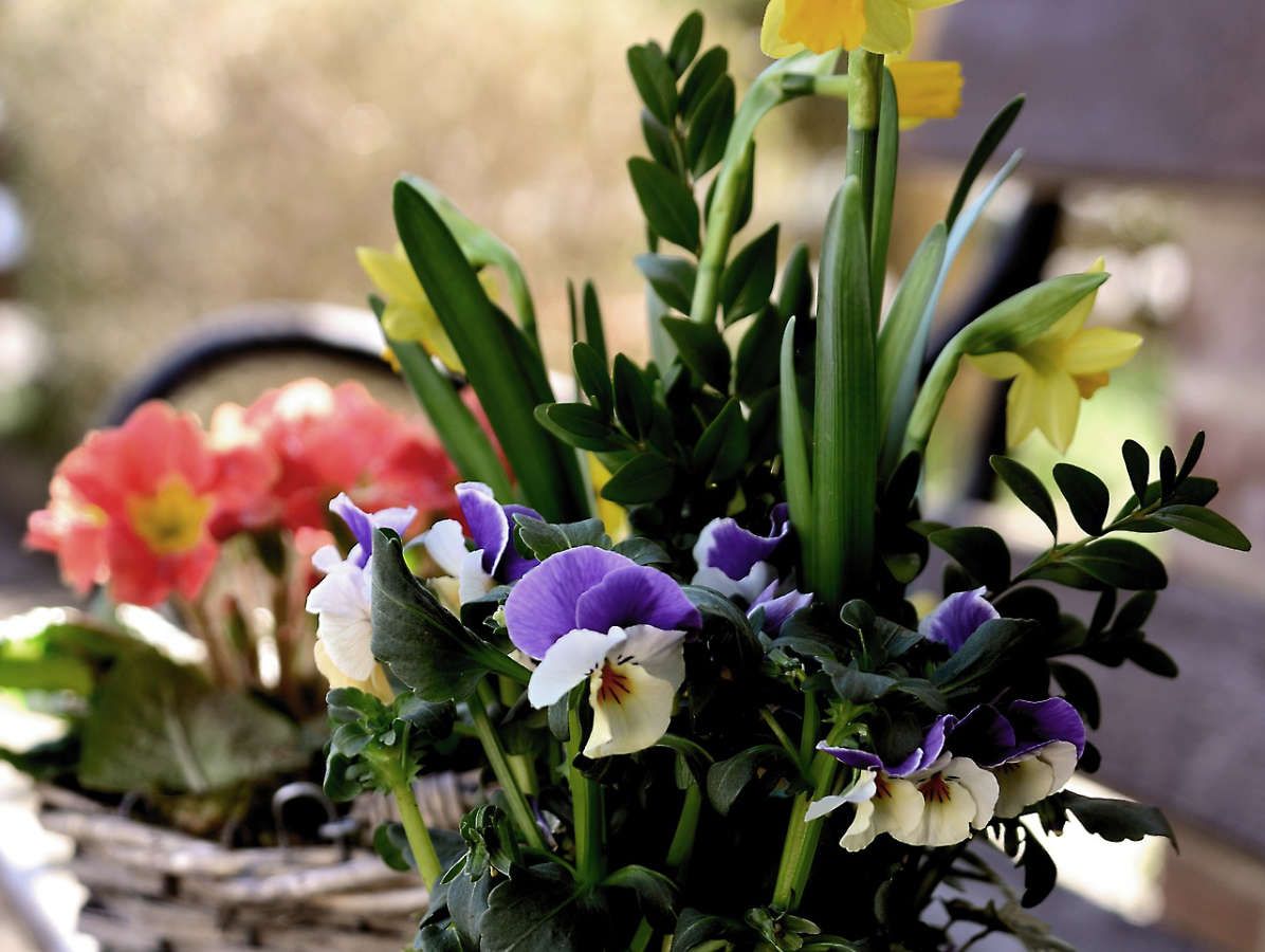 Vårfint med blommor i kruka och urna