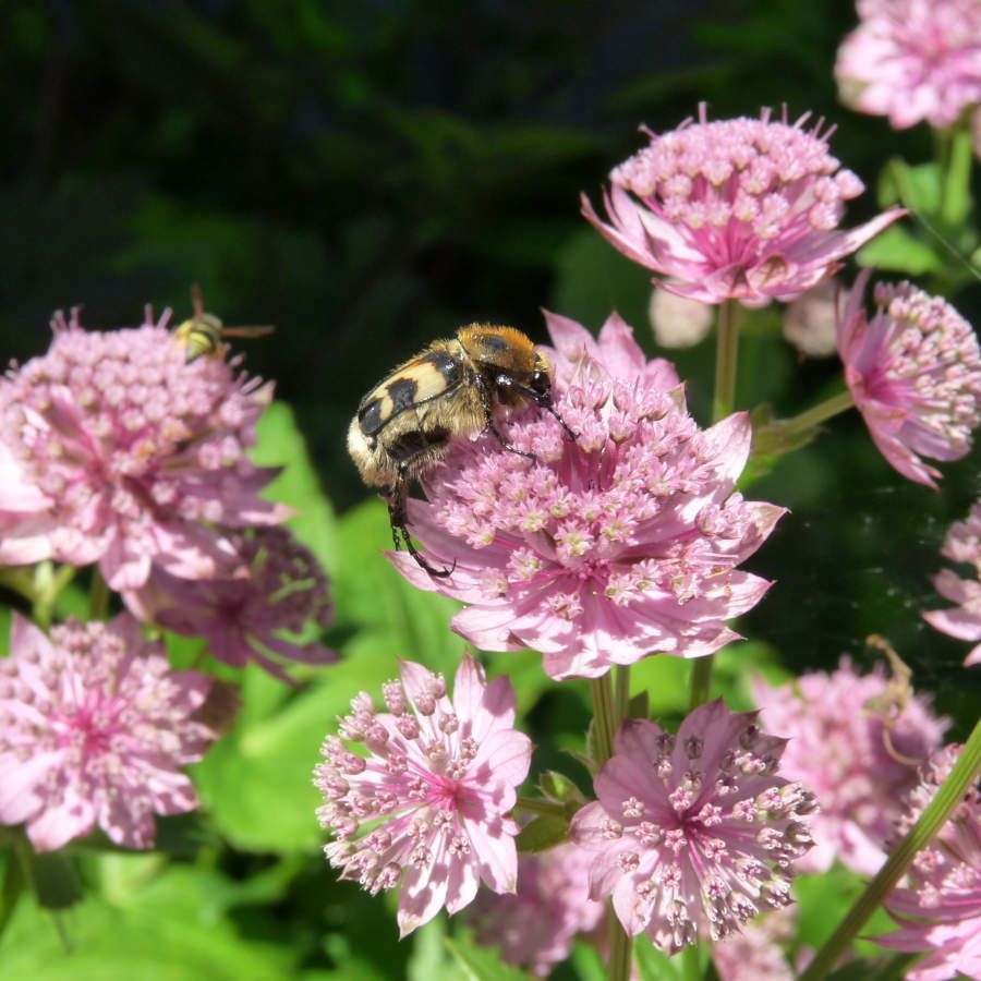 Trädgårdsdesign. Så bjuder du in pollinatörer till trädgården.