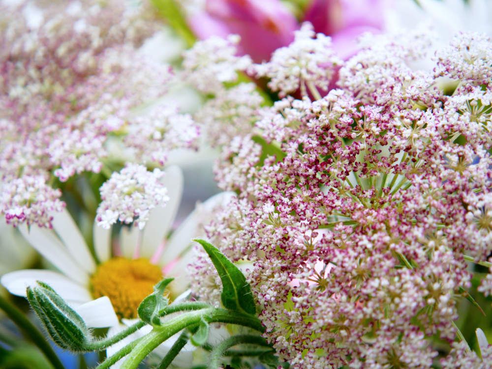 En bukett bivänliga sommarblommor för pollinatörer
