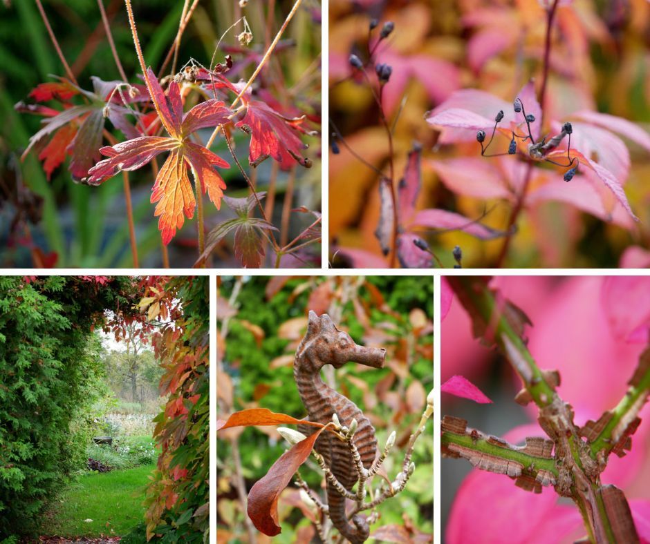 Bildkollage med höstvackra blommor och blad