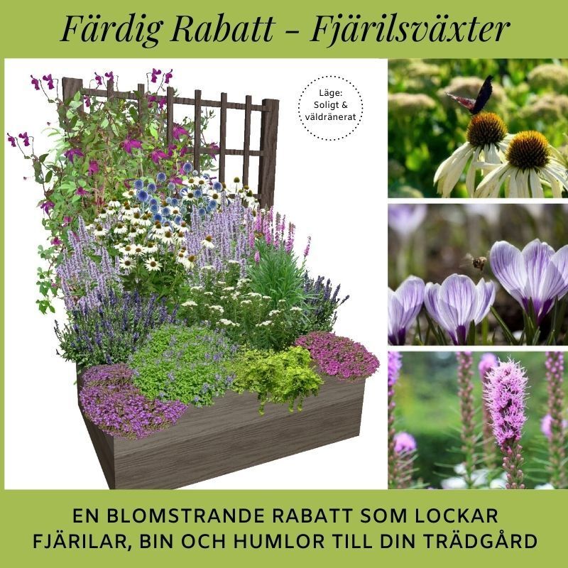Fjärilsrabatt