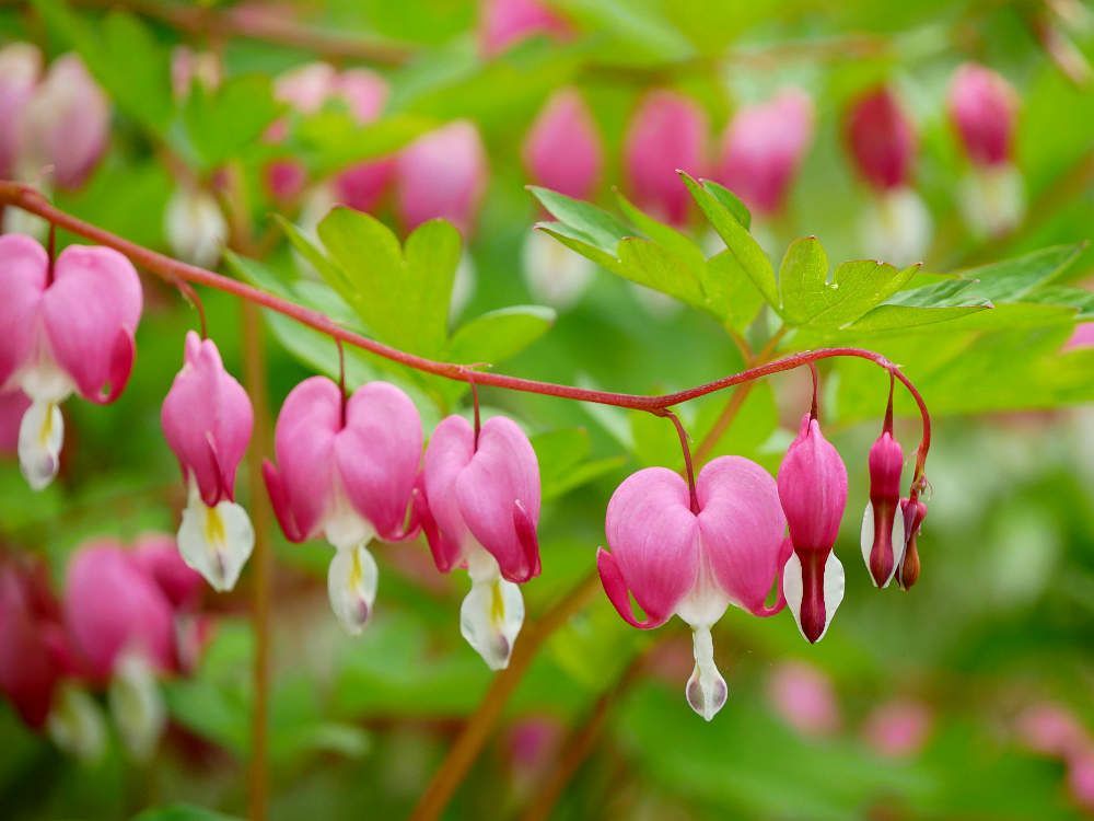 Löjtnantshjärta med rosa blommor
