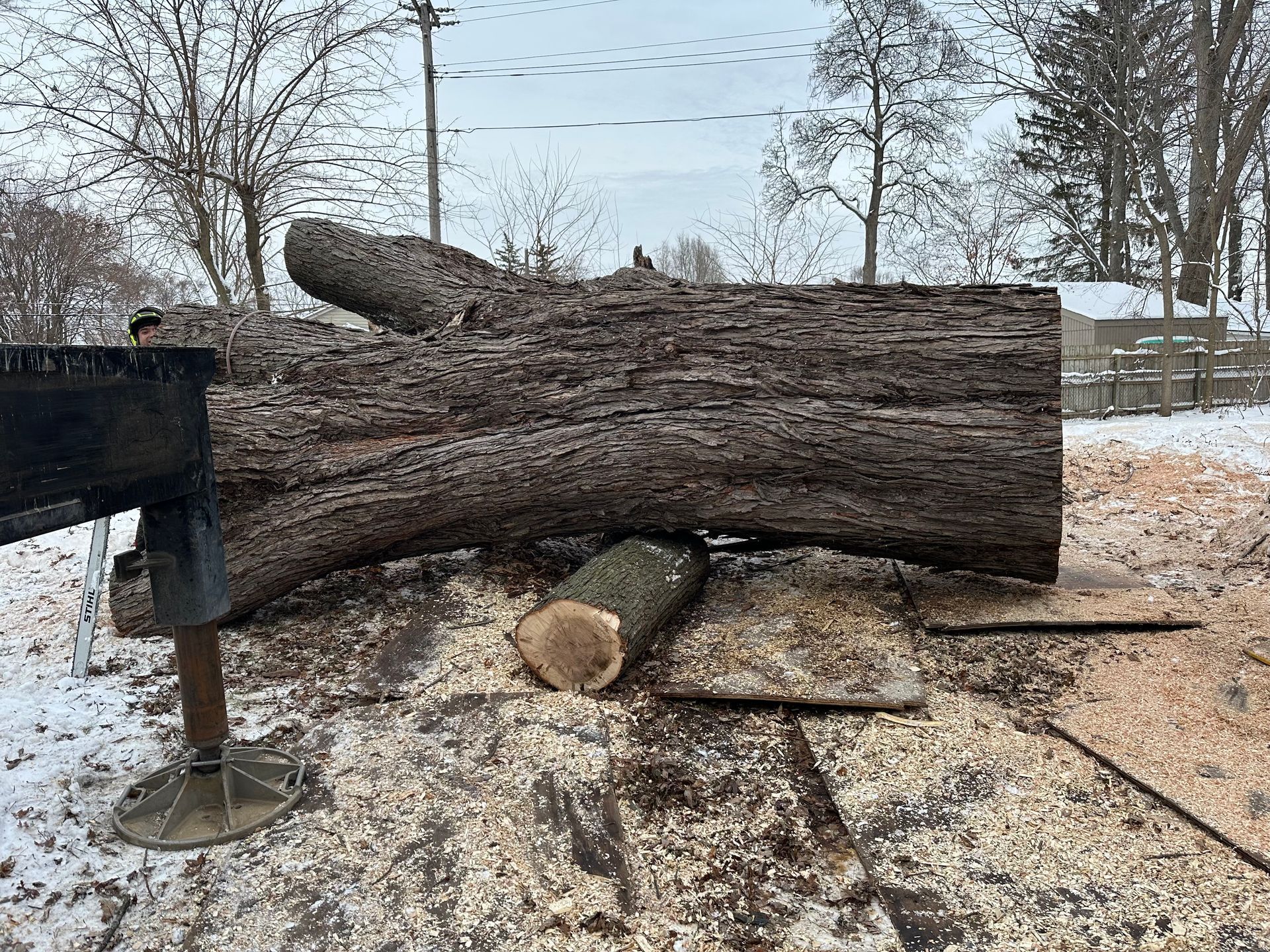 A massive fallen tree trunk rests on a smaller log support in a snow-covered yard, with sawdust scattered on the ground.