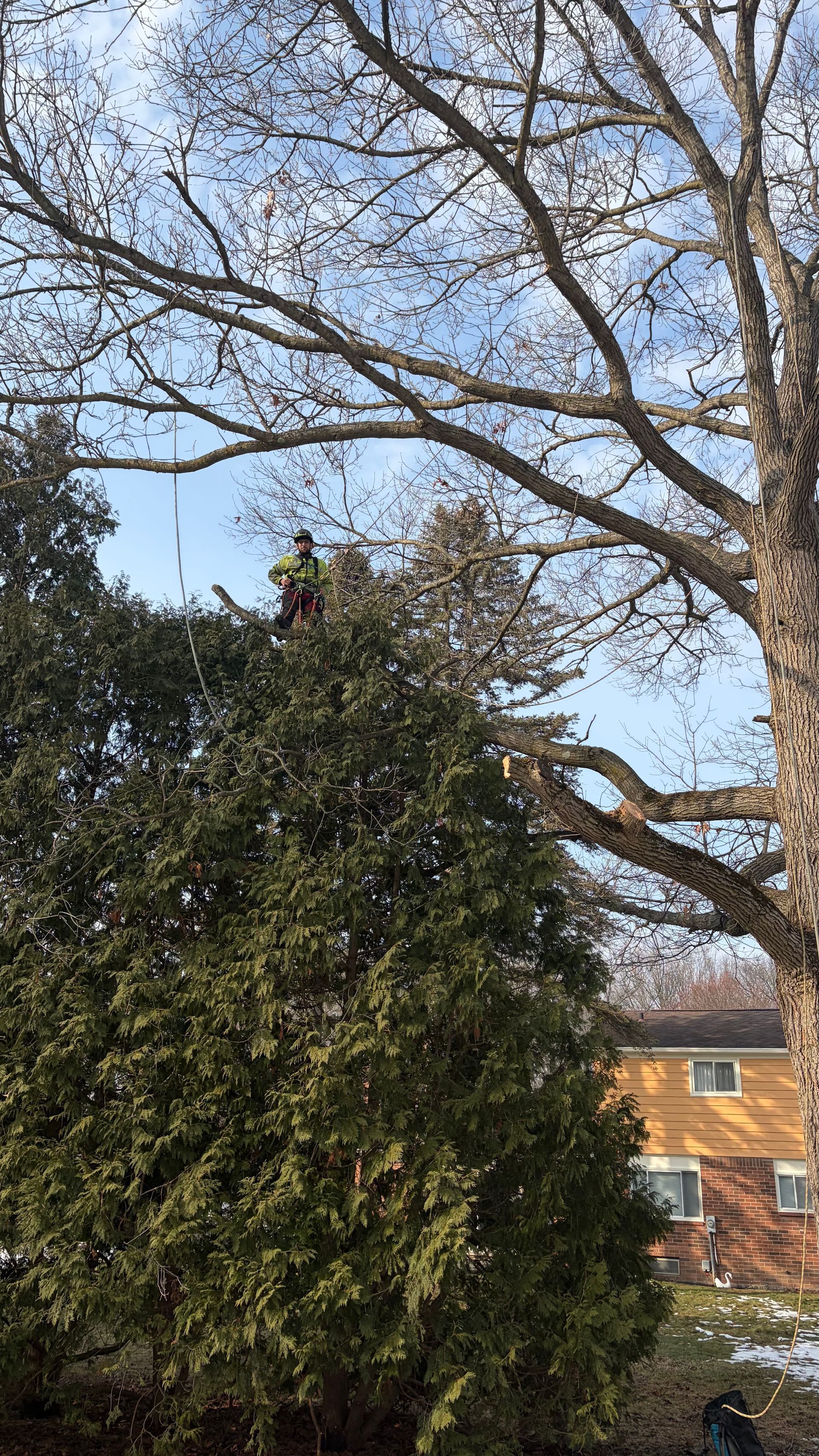 A worker in a harness trims the top of a large evergreen tree while standing in its branches.