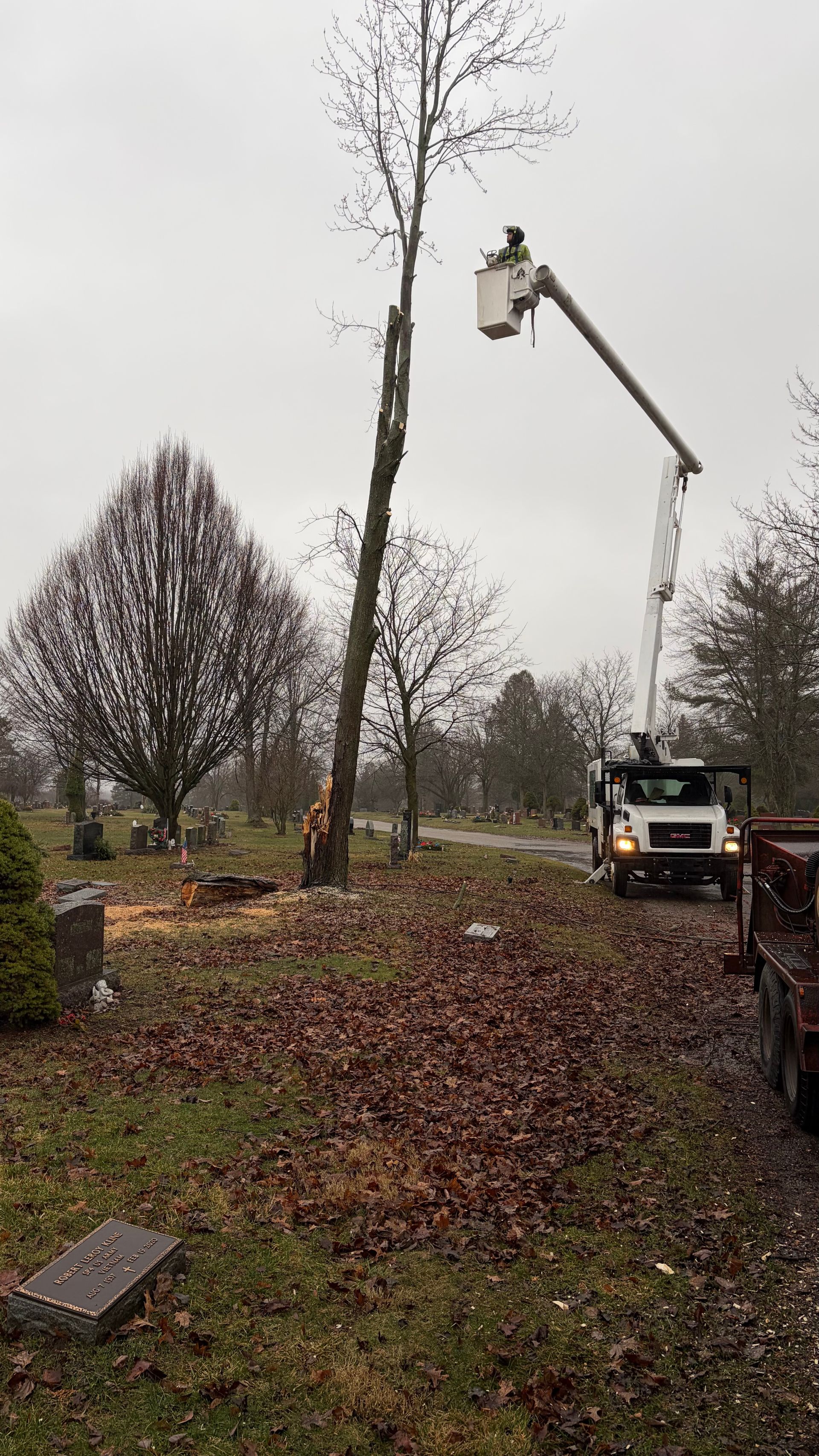 A worker in a lift bucket trims a tall, thin tree in a cemetery covered in autumn leaves.