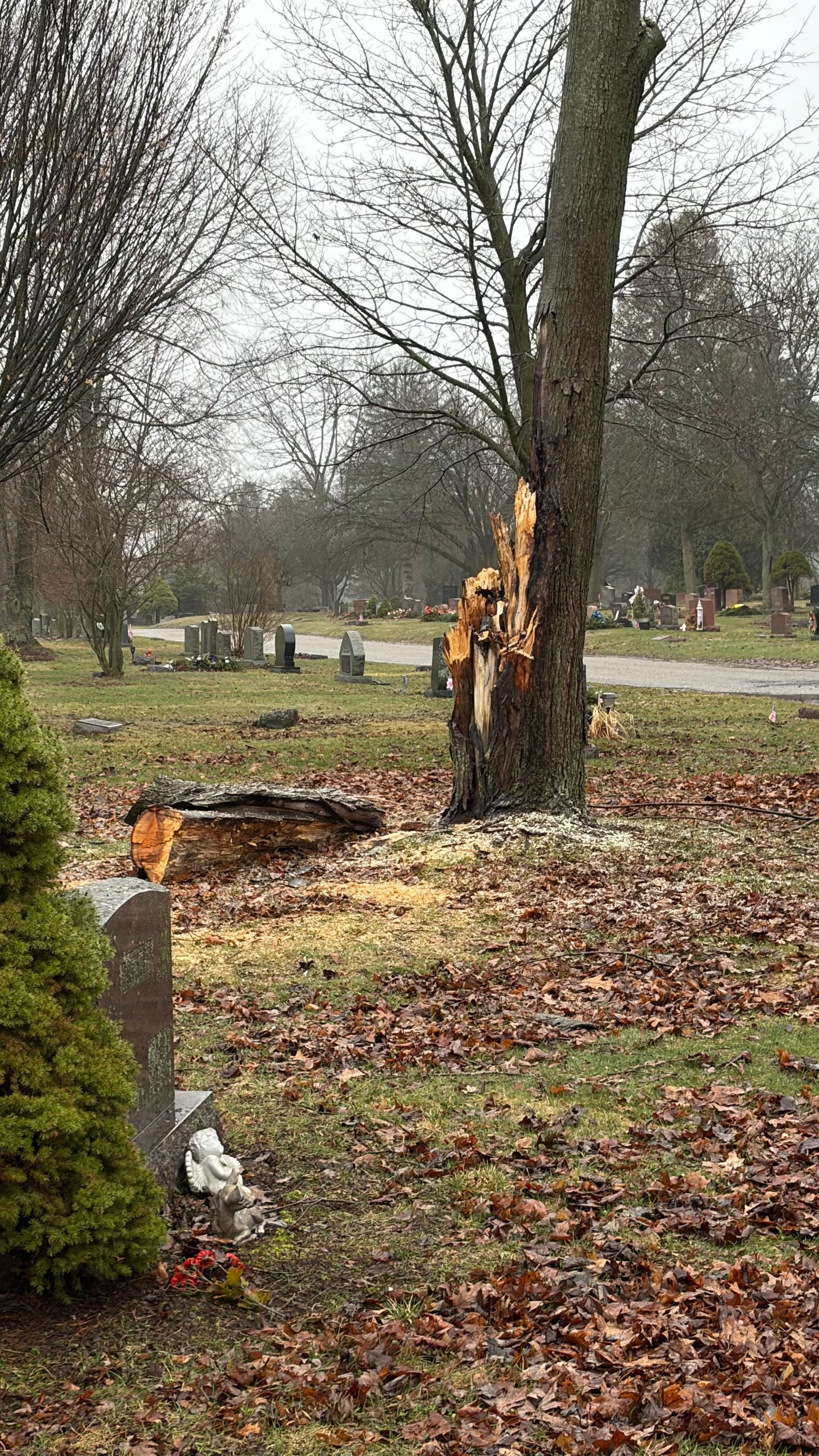 A lightning-struck tree with a splintered trunk and fallen wood, standing in a cemetery covered in autumn leaves.