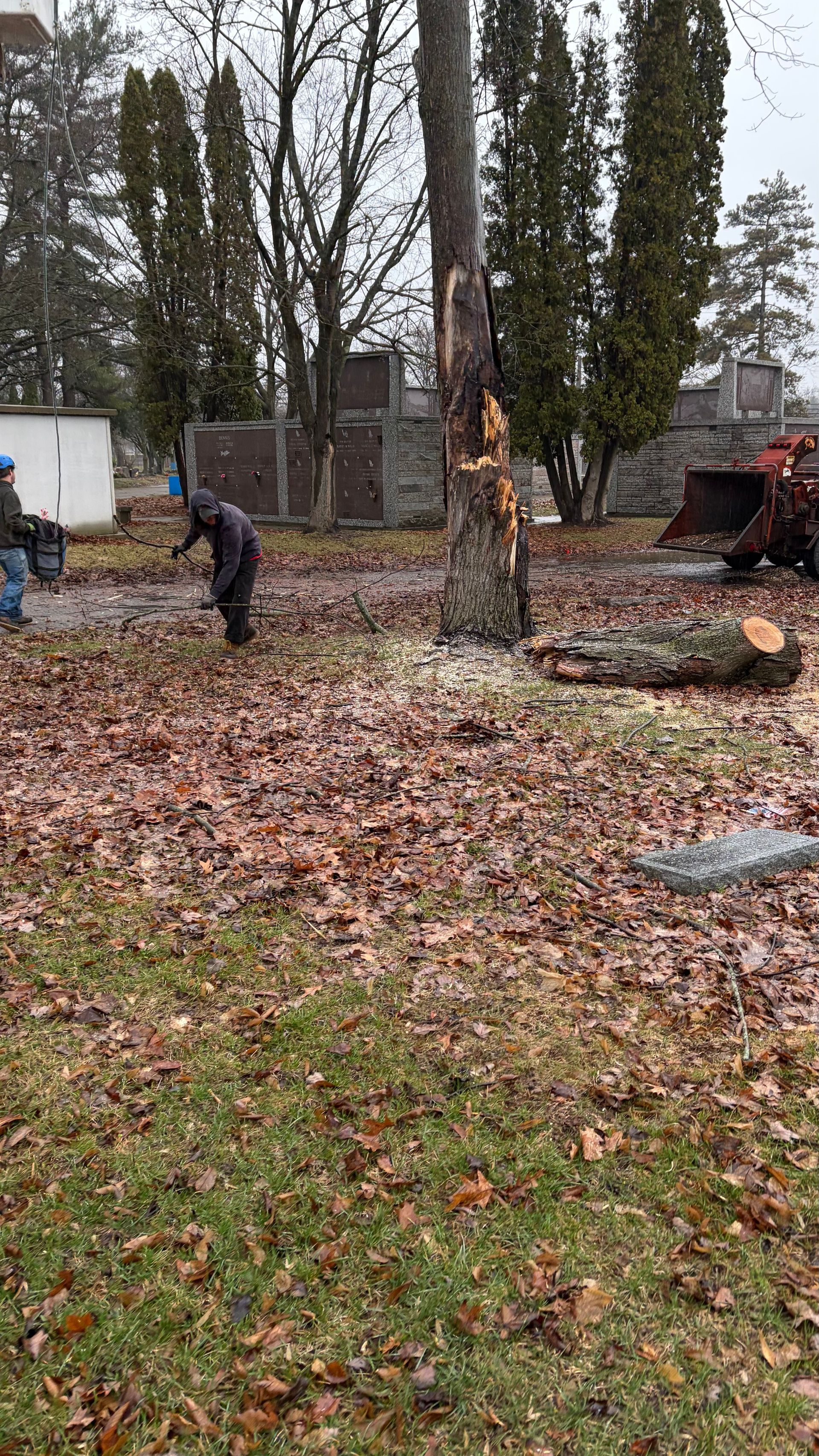 Two workers clean leaves near a partially cut tree trunk at a cemetery with a piece of heavy machinery nearby.