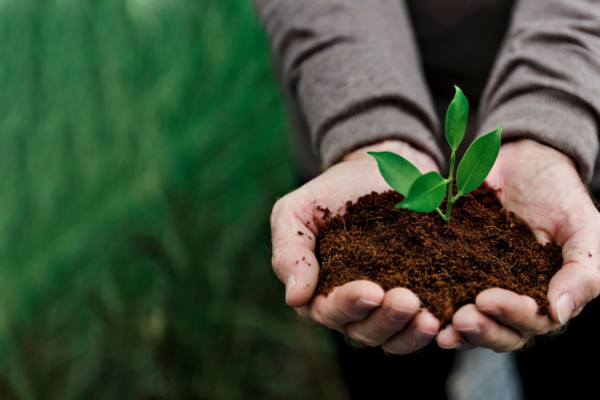 Hands holding soil with a small green seedling against a blurred green background