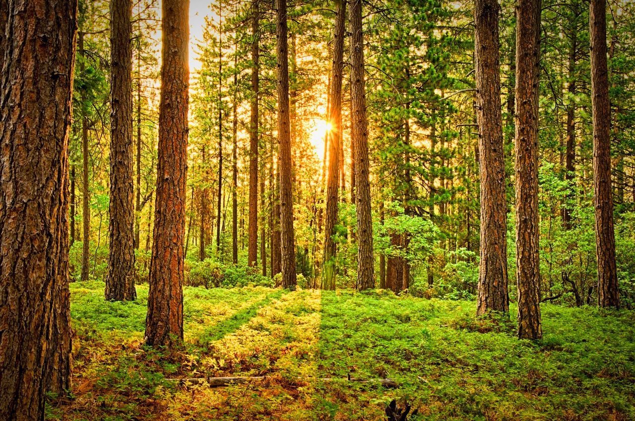 The sun is shining through the trees in the forest.
