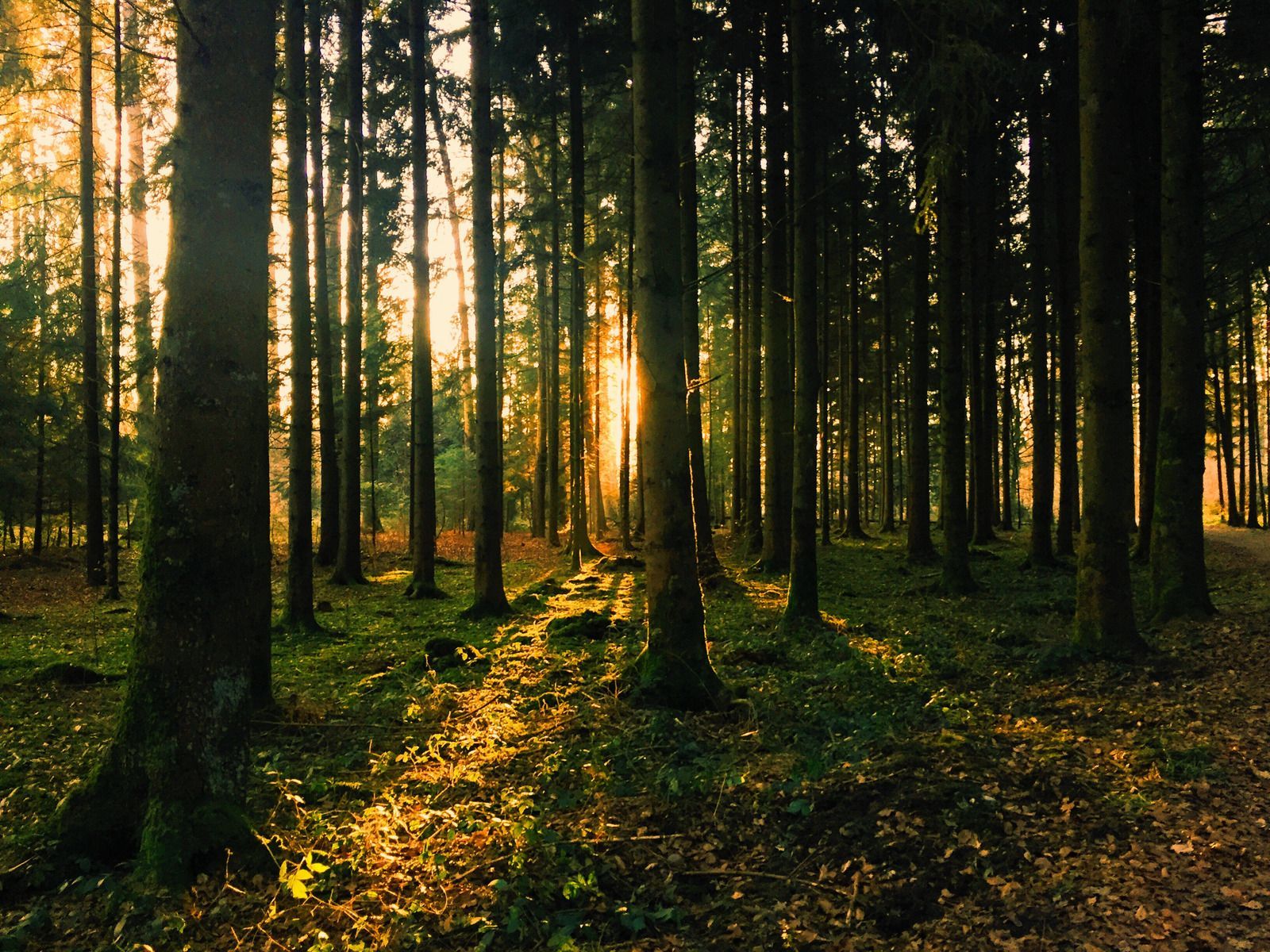 The sun is shining through the trees in the forest
