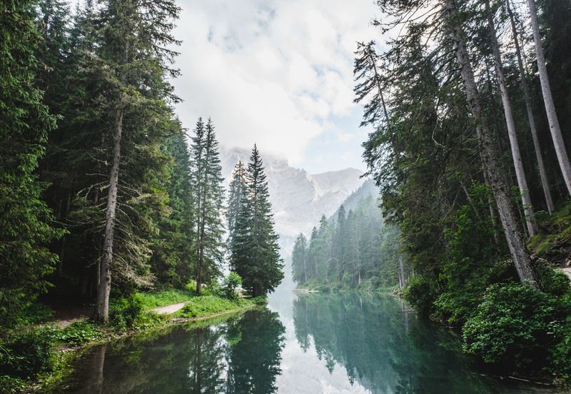 There is a lake in the middle of a forest surrounded by trees.
