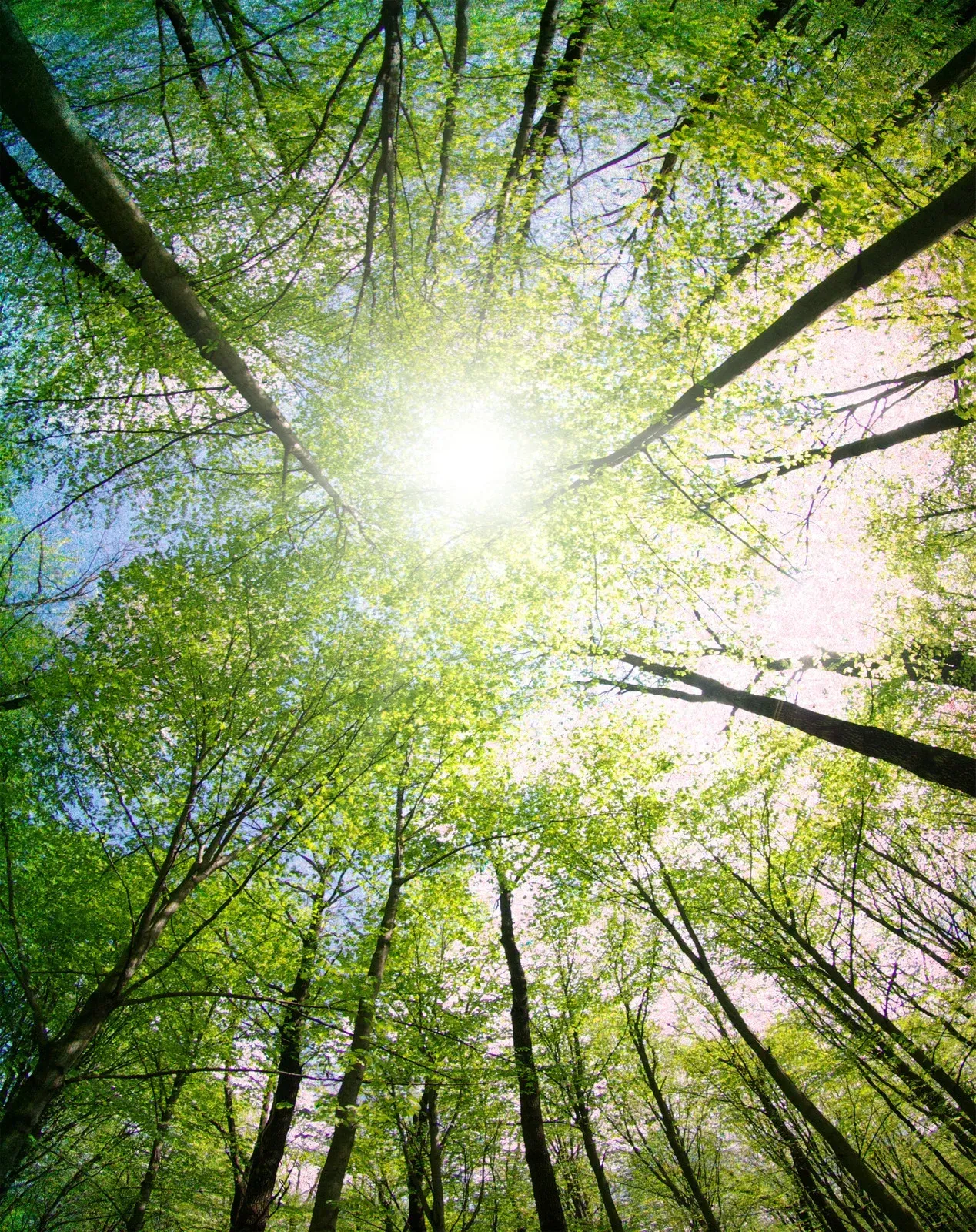 Looking up at the sun through the trees in a forest