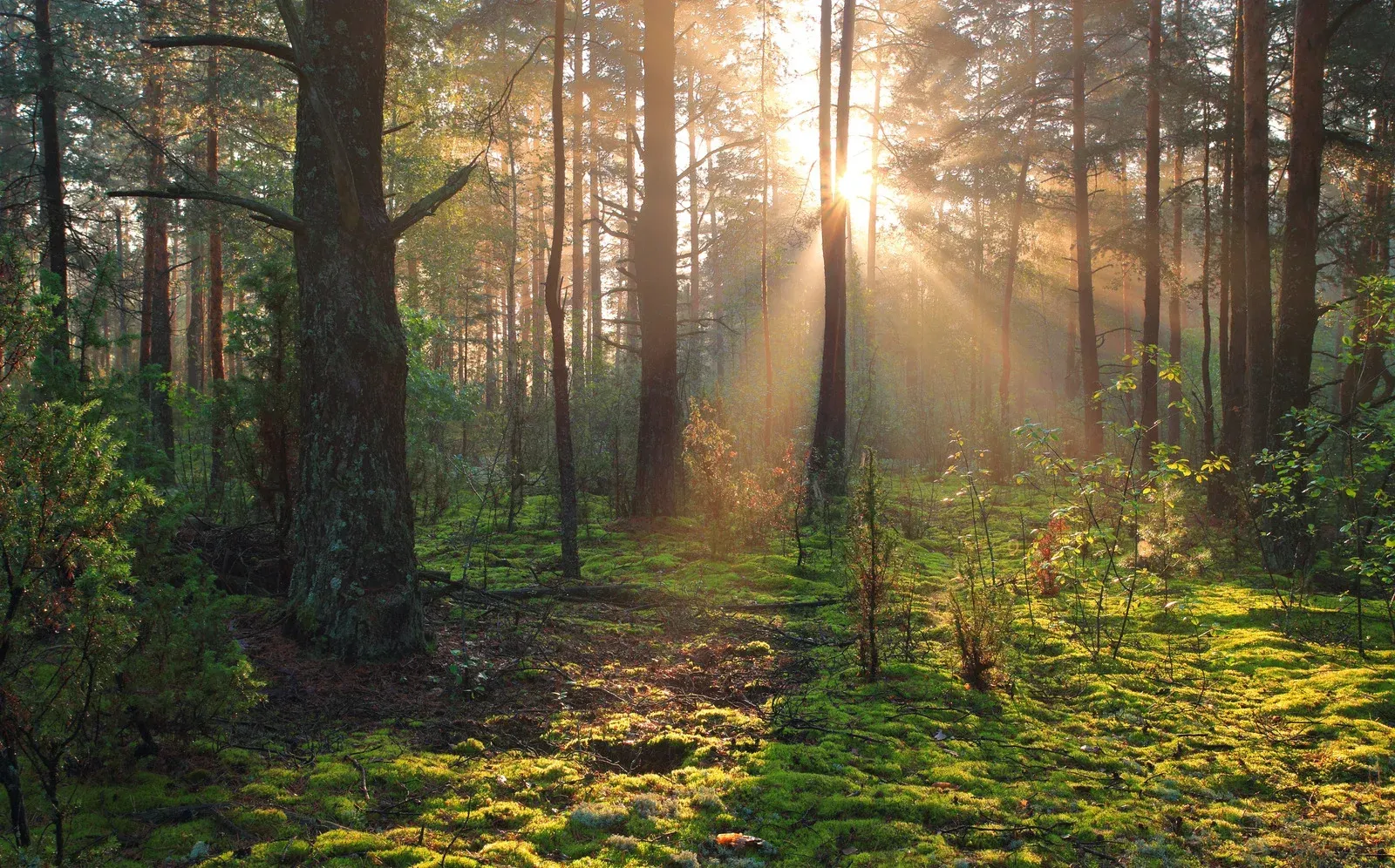 The sun is shining through the trees in the forest.