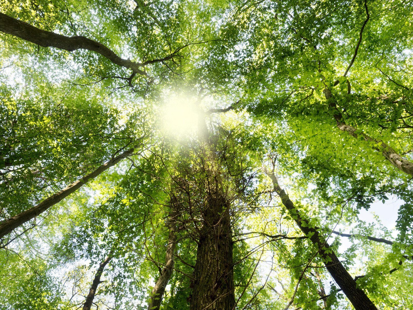 The sun is shining through the trees in the forest.