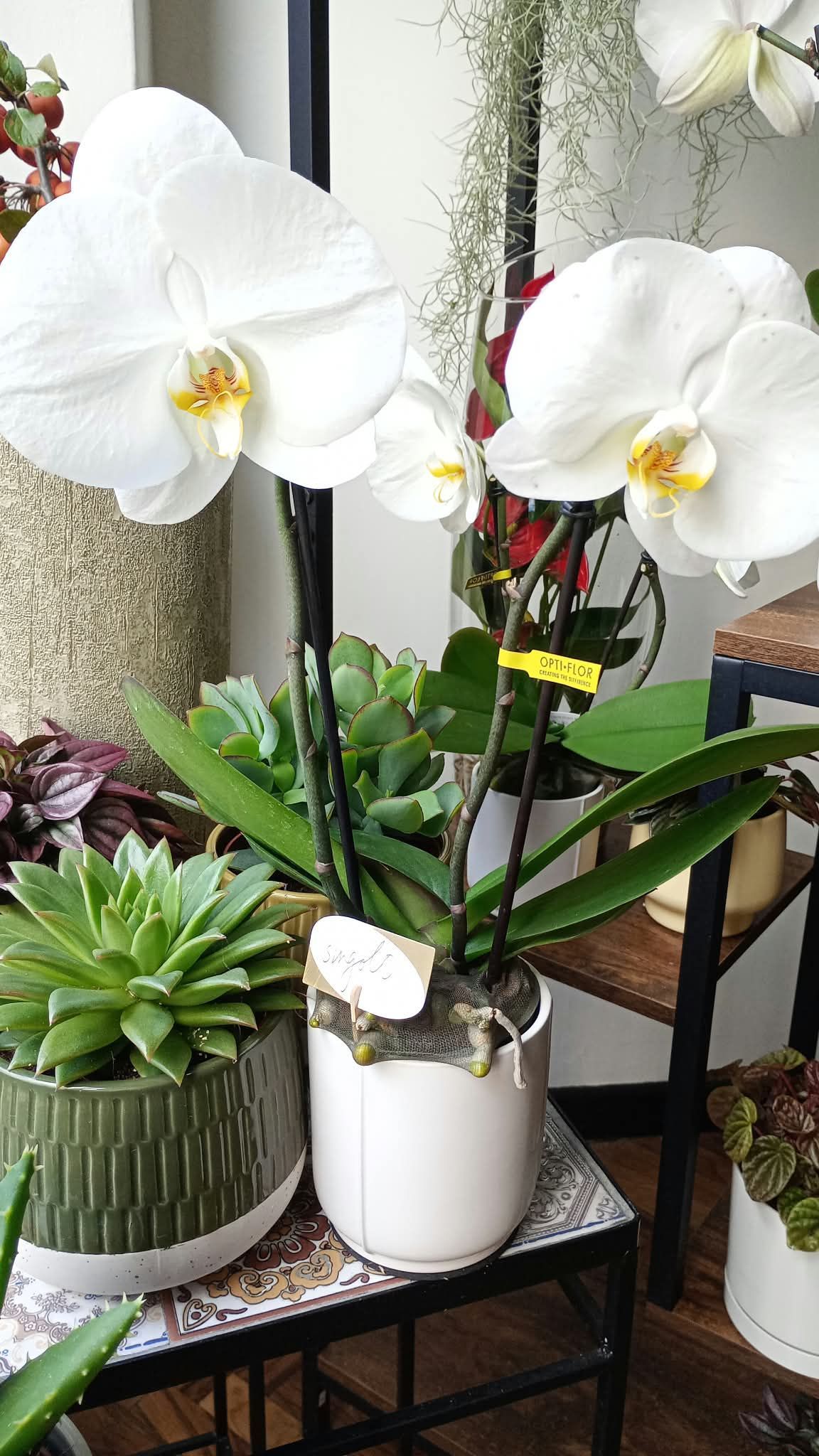 Orchidee bianche in un vaso bianco accanto a una succulenta verde su un piccolo tavolino da interno, con altre piante sullo sfondo