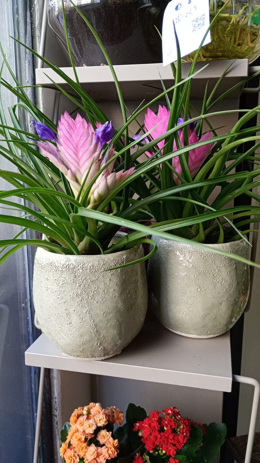 Fiori rosa in vaso e piante verdi disposti su uno scaffale, con altri fiori sotto