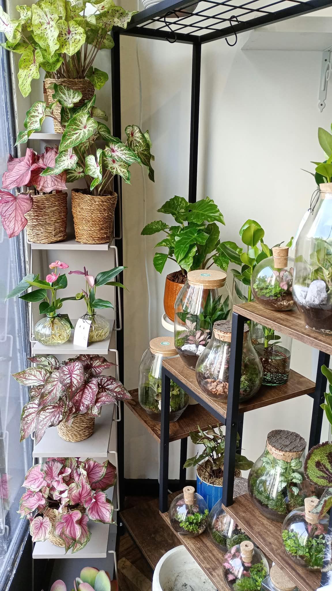Scaffali e supporti pieni di fiori in vaso e piante verdi in un angolo luminoso al chiuso