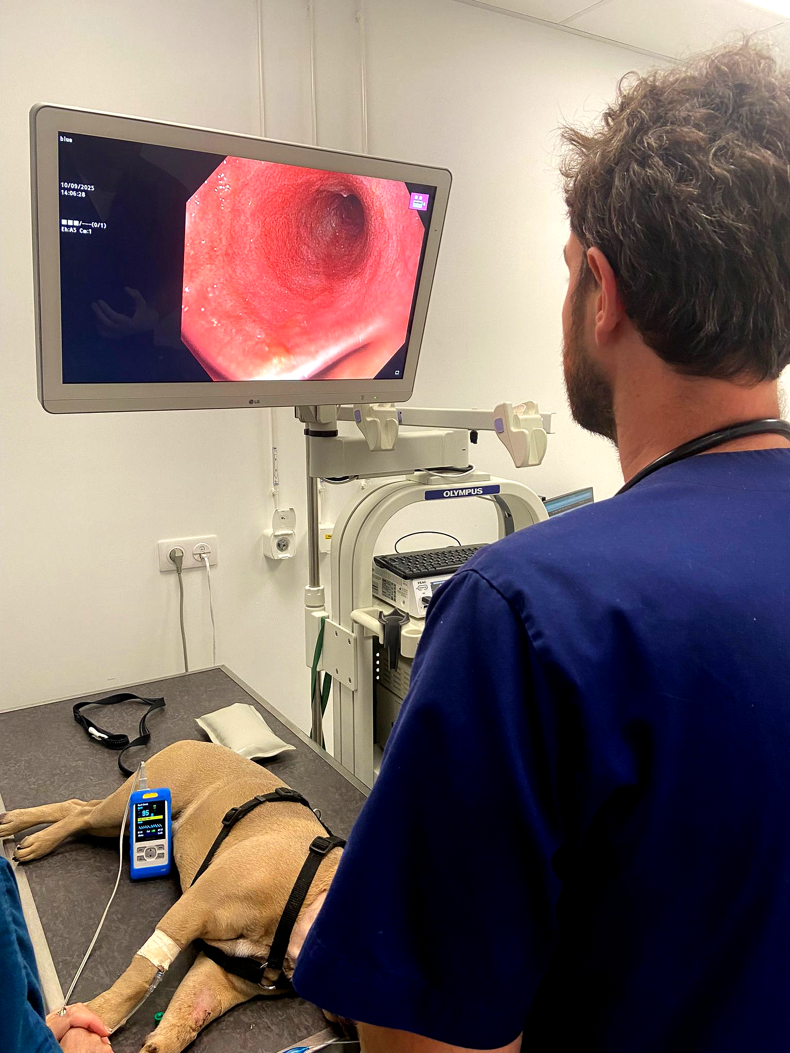 Médecin réalisant une endoscopie, visualisant un écran affichant l'anatomie interne. Contexte : salle d'examen médical.