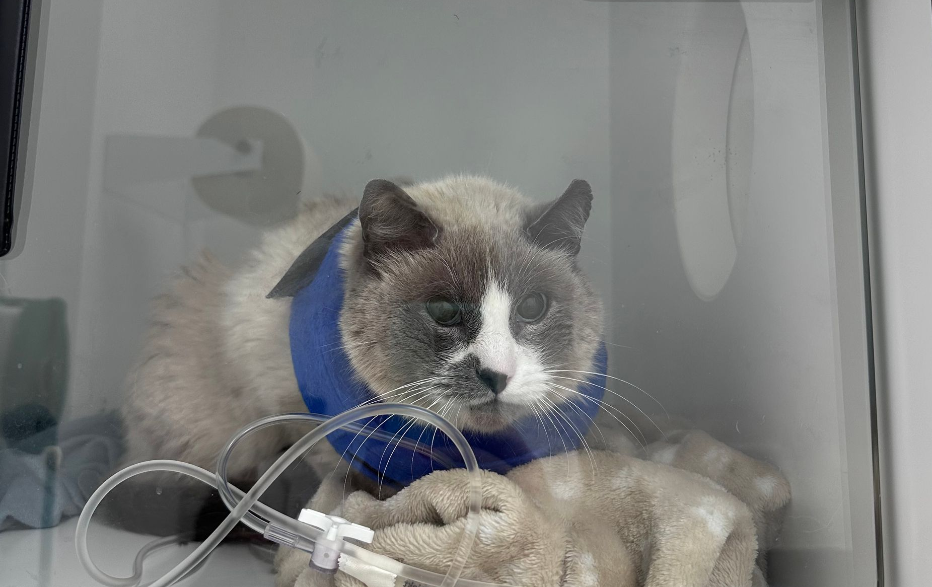 Pompes à perfusion intraveineuse médicales à côté des cages d'animaux dans une clinique vétérinaire, avec les tubulures et les commandes visibles.