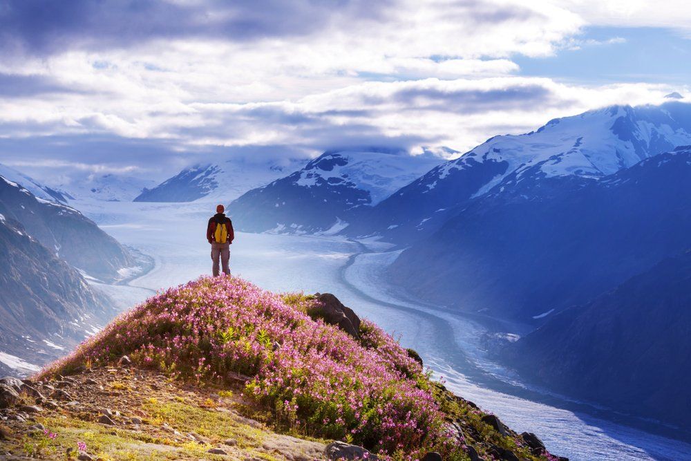 Person on flowered hilltop overlooks glacial valley and snow-capped mountains.
